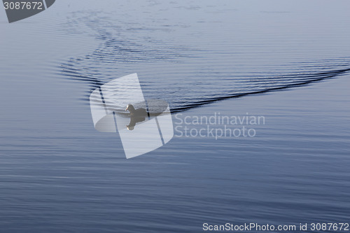 Image of Coot swimming on the lake