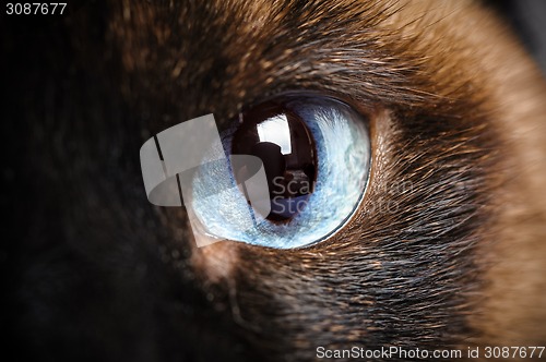 Image of one siamese cat eye macro closeup