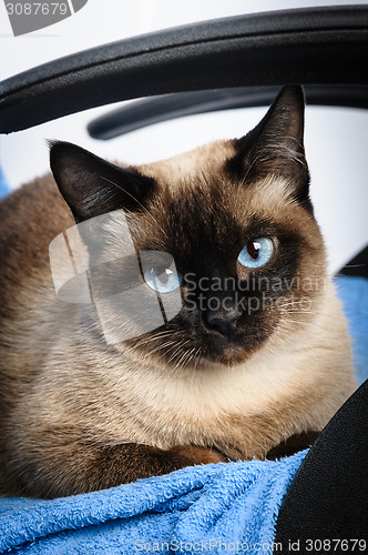 Image of siamese cat face macro closeup