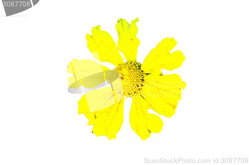 Image of Yellow Flower