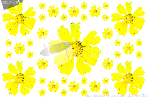 Image of Yellow flower