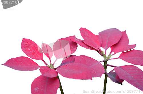 Image of Pink leaf flower