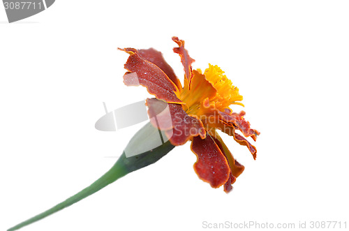 Image of Pink flower