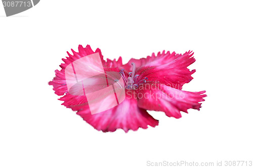 Image of Pink flower
