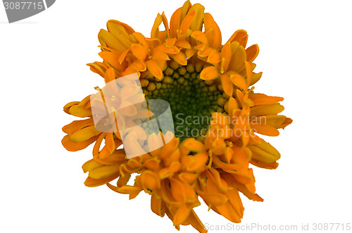 Image of Yellow flower