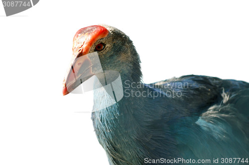 Image of Peacock bird 