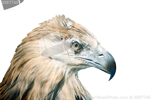 Image of Eagle bird