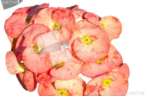 Image of Yellow Flower