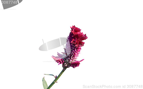 Image of Pink flower