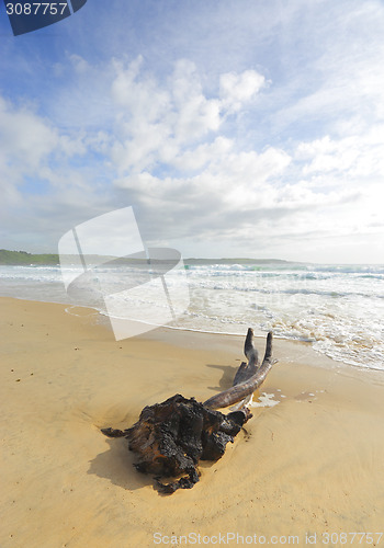 Image of Intertwined at Mystics Beach