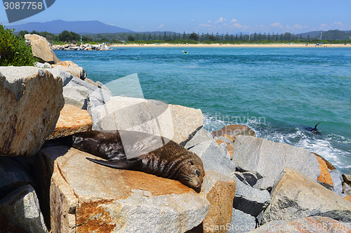 Image of Sleepy seal on rocks at Narooma