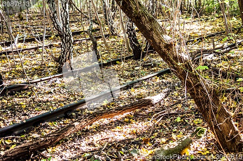Image of Schoeneberger Suedgelaende Nature Park