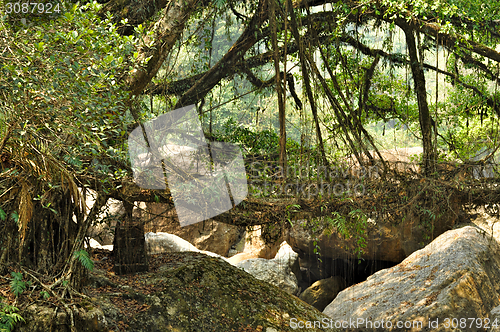 Image of Old root bridge in India
