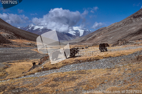 Image of Yaks in Tajikistan