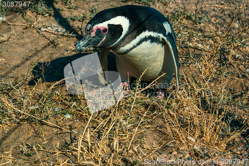 Image of Magellanic penguin