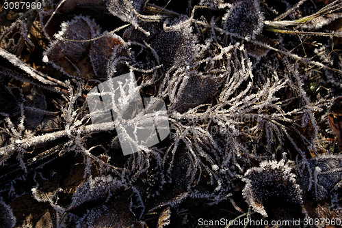 Image of Brown leaves