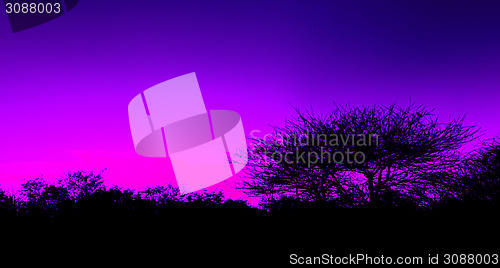 Image of Picturesque tree and bushes silhouette