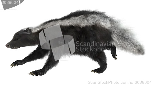 Image of Skunk