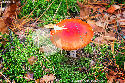 Image of Mushroom mushroom in a forest glade.