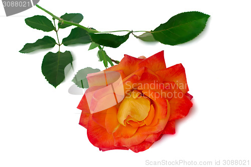 Image of Flower red rose with leaves on a white background.
