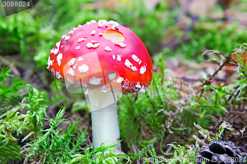 Image of Mushroom mushroom in a forest glade.