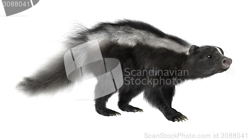 Image of Skunk