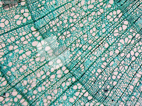 Image of Tilia stem micrograph