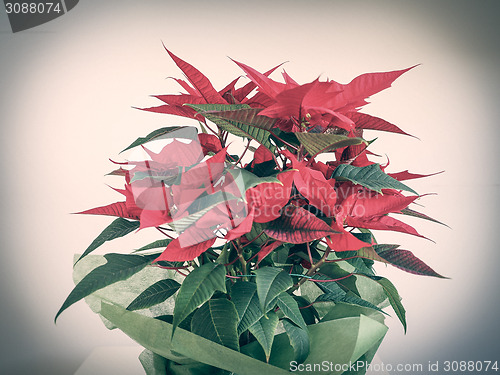 Image of Poinsettia Christmas star