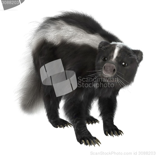 Image of Skunk