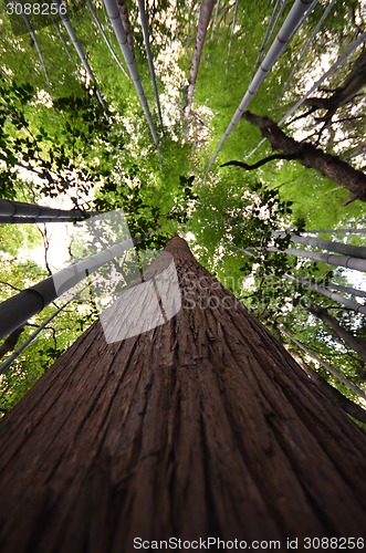Image of Crown of pine against the blue sky 
