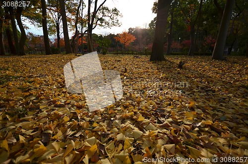 Image of Yellow autumn maple leaves on the ground