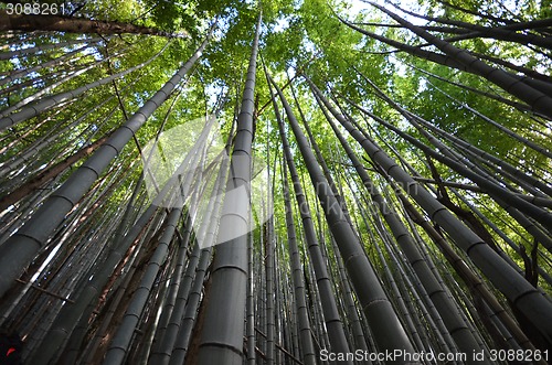 Image of Bamboo grove, bamboo forest at Arashiyama, Kyoto, Japan 