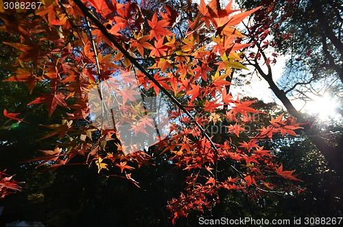 Image of Yellow and red maple leave 