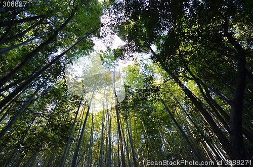 Image of Bamboo grove, bamboo forest at Arashiyama, Kyoto 