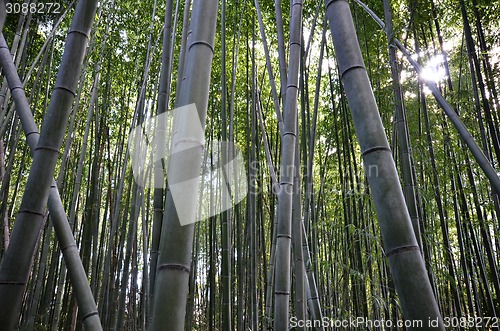 Image of Bamboo grove