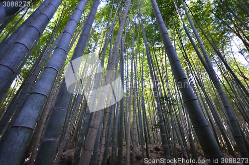 Image of Bamboo grove, bamboo forest at Arashiyama, Kyoto 