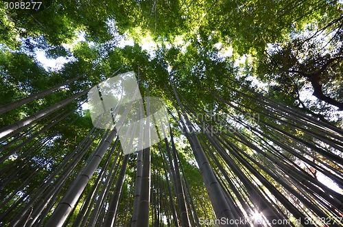 Image of Bamboo grove, bamboo forest at Arashiyama, Kyoto, Japan