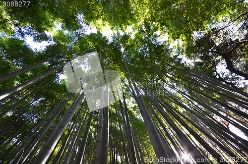 Image of Bamboo grove, bamboo forest at Arashiyama, Kyoto, Japan