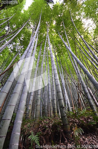 Image of Bamboo grove, bamboo forest at Arashiyama