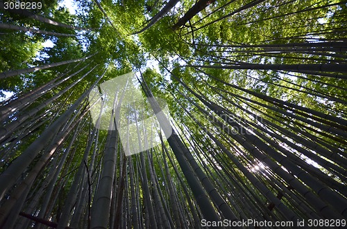 Image of Bamboo grove, bamboo forest  