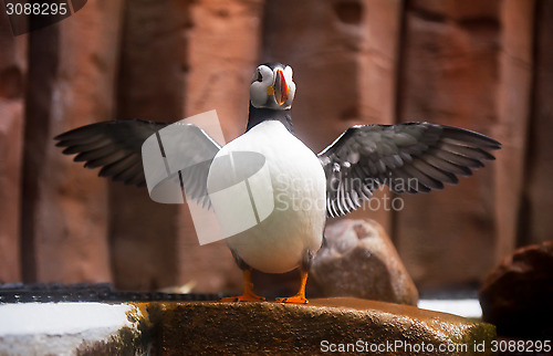 Image of Puffin