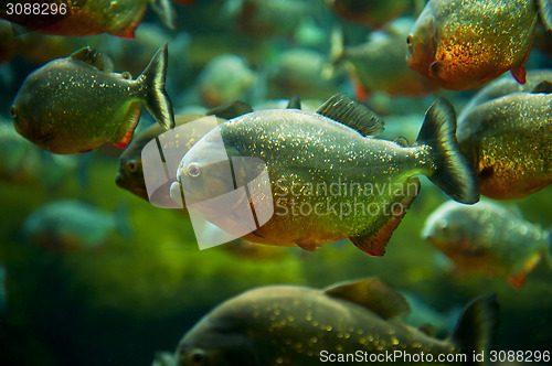 Image of Piranha