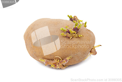 Image of Sprouted potato