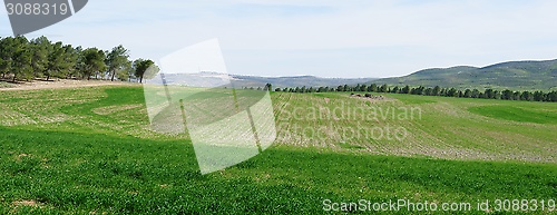 Image of Panorama of green fields and meadows in spring