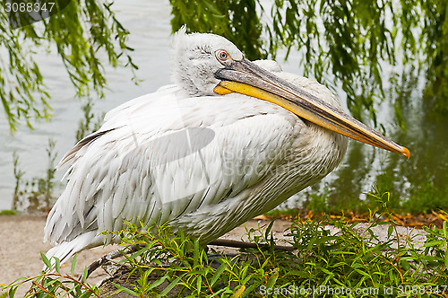 Image of Dalmatian pelican in Zoo