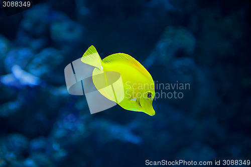 Image of Yellow tang fish