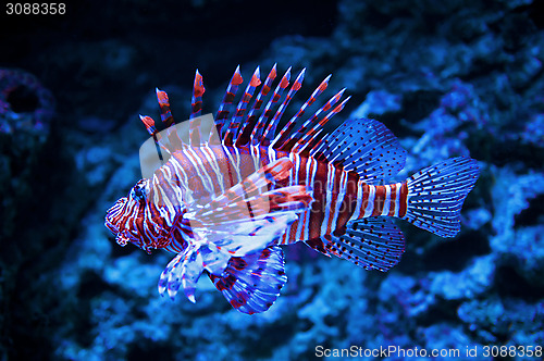 Image of Close up of lionfish