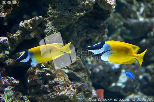 Image of Foxface Rabbitfish