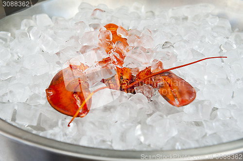 Image of Lobster