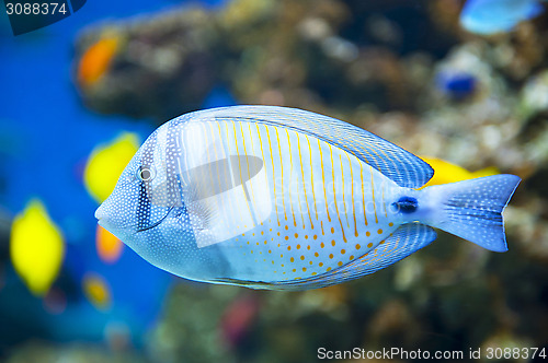 Image of Sailfin Tang fish